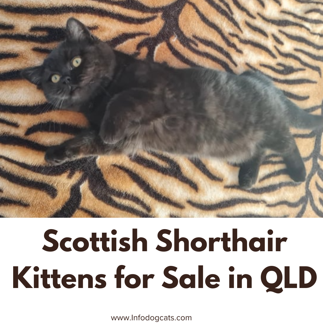 Home Australian Cat Breeds Scottish Shorthair Kittens for Sale in QLD