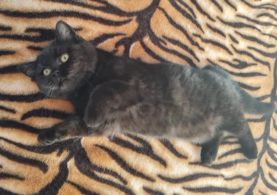 Scottish Shorthair Kittens for Sale in QLD