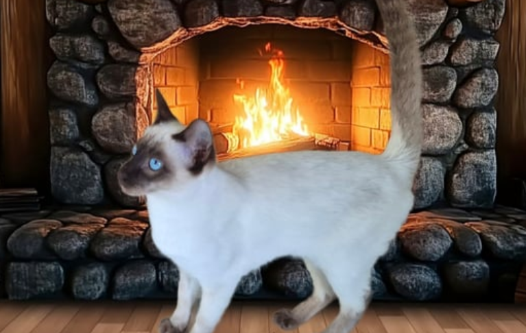 Home Australian Cat Breeds cat for sell