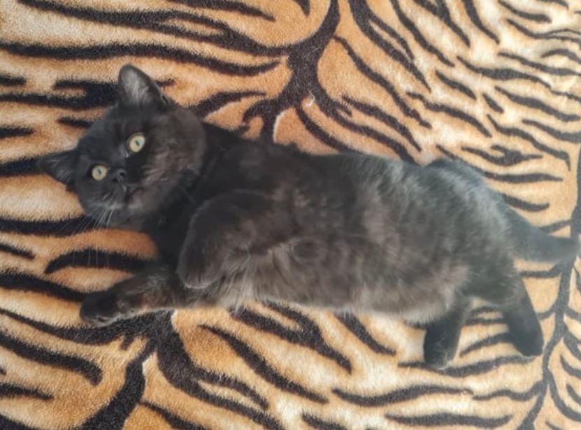 Beautiful Scottish Shorthair Kittens – QLD for Sale