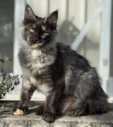 maine coon kittens for sale​