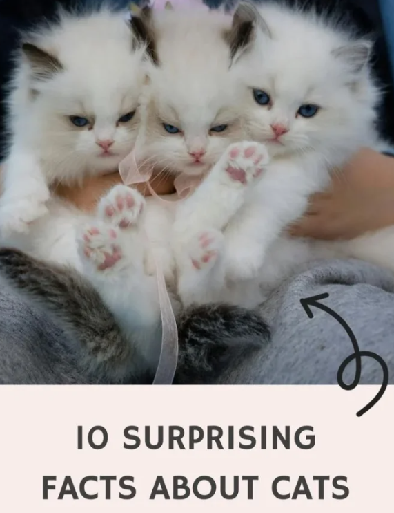 10 Surprising Facts About Cats