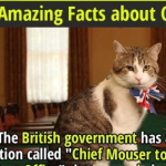 A collection of interesting facts about cats and their unique characteristics.