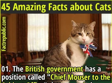 A collection of interesting facts about cats and their unique characteristics.