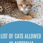 Cats Allowed in Australia