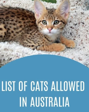 Cats Allowed in Australia