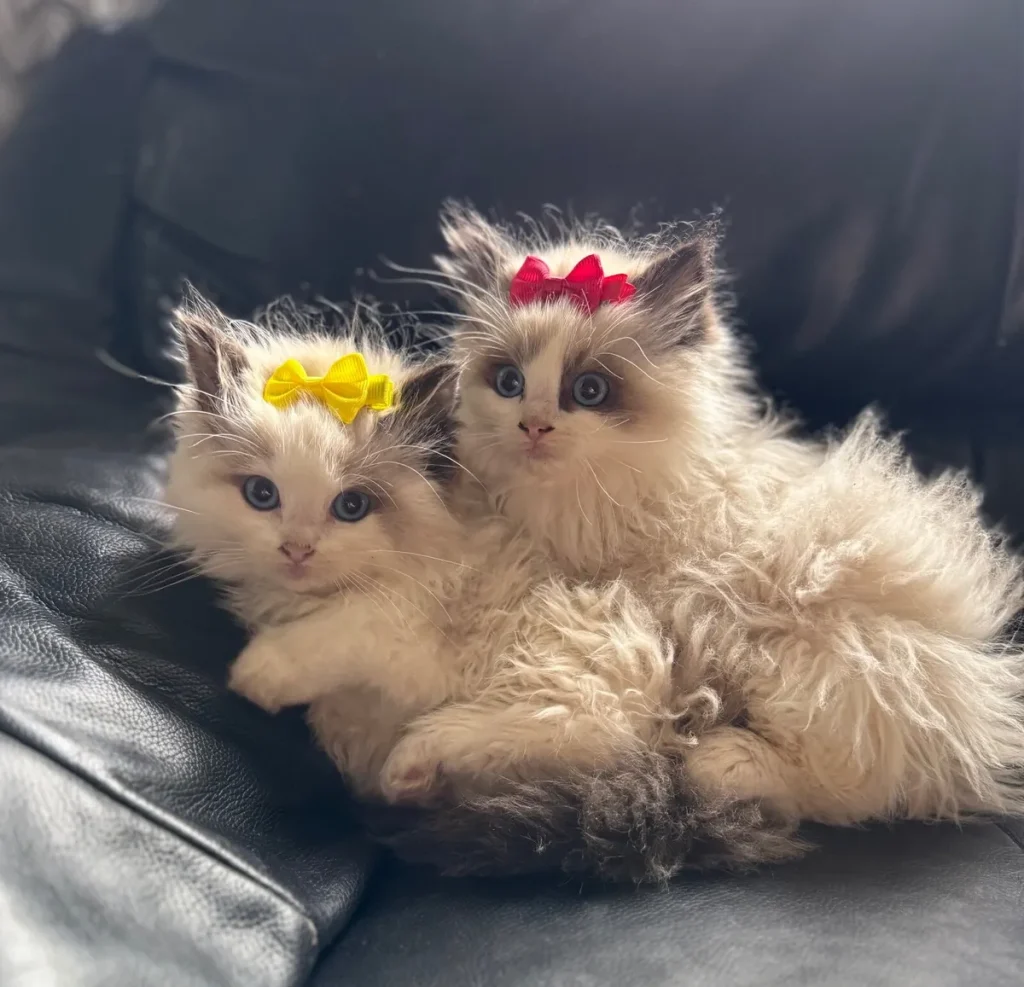 Home Australian Cat Breeds