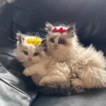 Why Are Ragdoll Cats So Expensive? Australian Cat Breeds