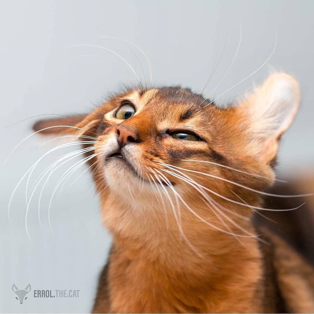 The Most Common Ear Problems Cats Can Have
