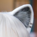 The Most Common Ear Problems Cats Can Have