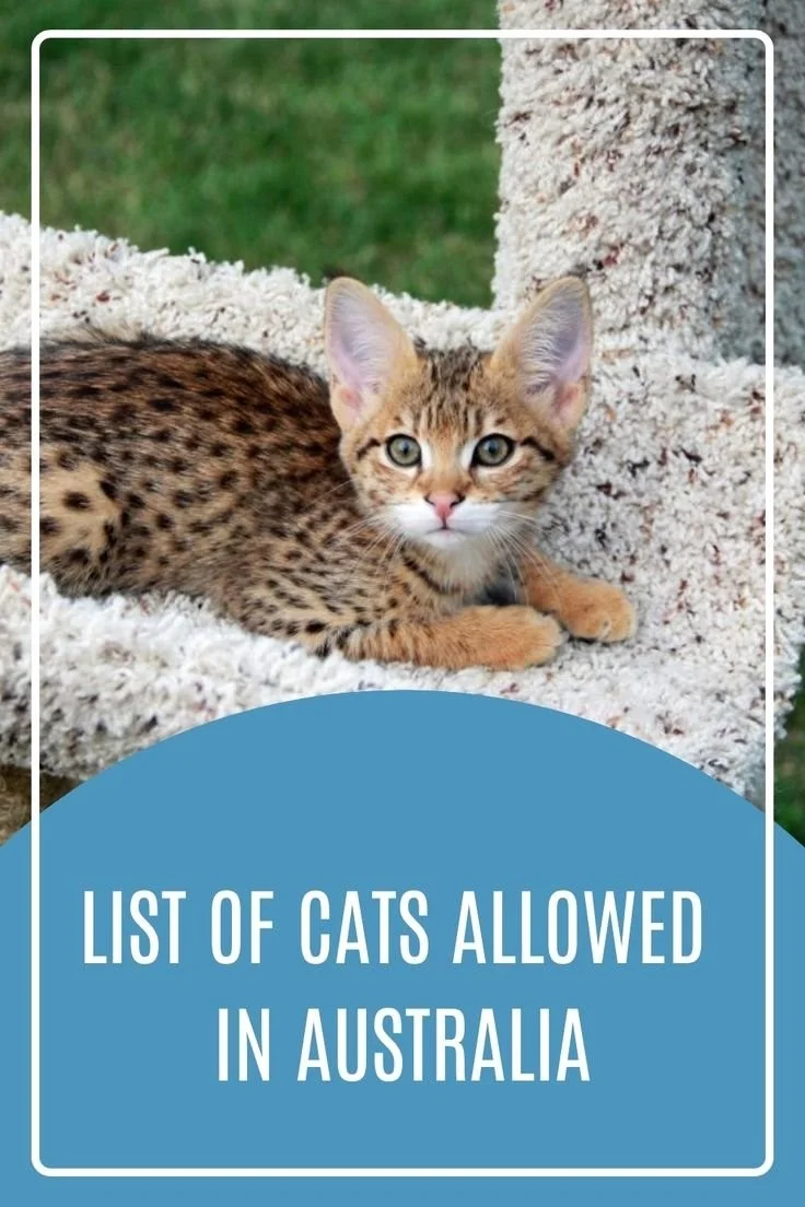 List of cats allowed locations in Australia for pet lovers