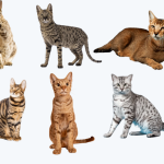 Cat Breeds