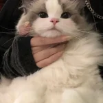 Ragdoll Cat Care Guide Traits