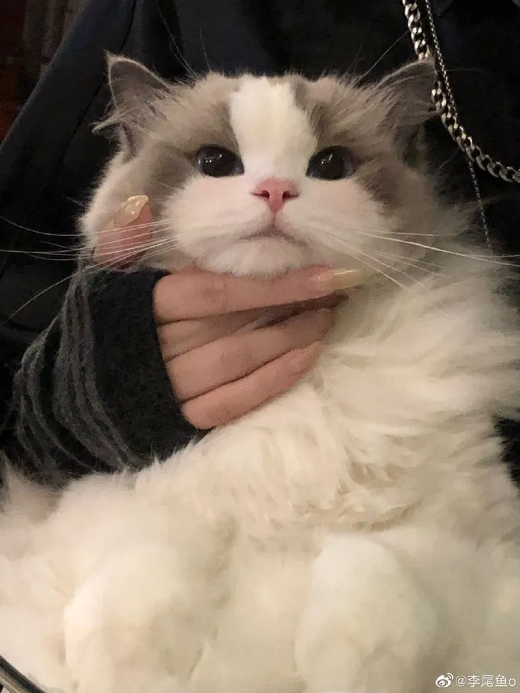 Ragdoll Cat Care Guide Traits Ragdoll Cat Care Guide Traits