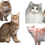 10 Biggest Domestic Cat Breeds And What to Know Before Adopting One - Australian Pet Guide biggest domestic cat breeds comparison