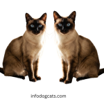 Why Siamese Cats are Trending in 2026: Personality, Price & Facts