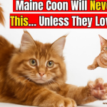 22 Mysterious Facts About Maine Coon Cats Breeders