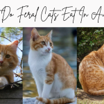 What do feral cats eat in Australia? - Australian Cat Breeds Australia