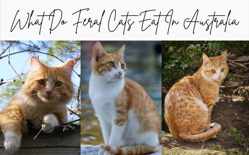 What do feral cats eat in Australia?